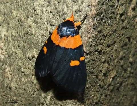 AfricanPeachMoth.jpg