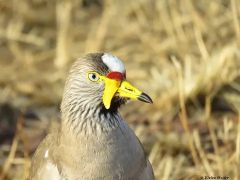 AfricanWattledPlover.jpg