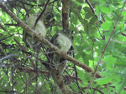 AfricanWoodOwl.jpg