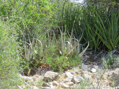 AloeandSansevieriaBuffaloSprings.jpg