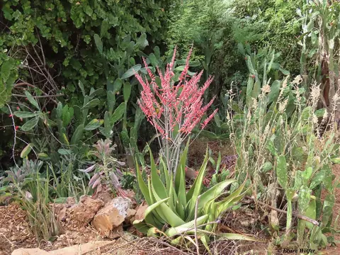 Aloesecundiflora.jpg