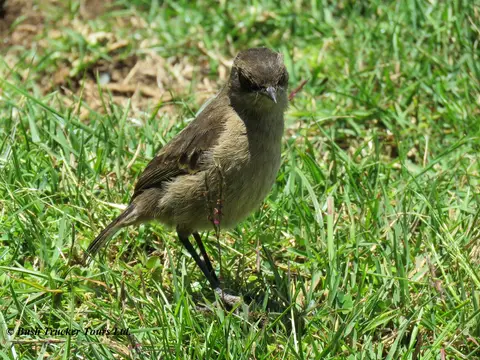 AlpineChat.jpg