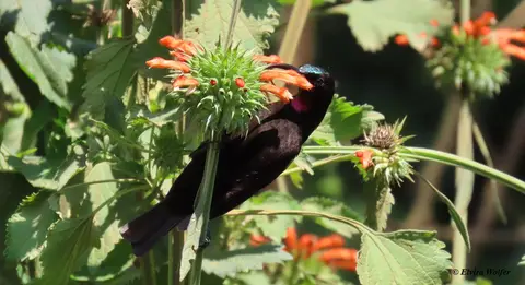 AmethystSunbird.jpg