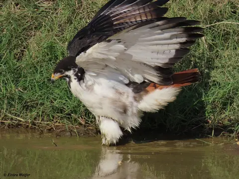 AugurBuzzardbathing3.jpg