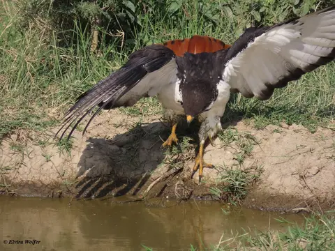 AugurBuzzardbathing4.jpg