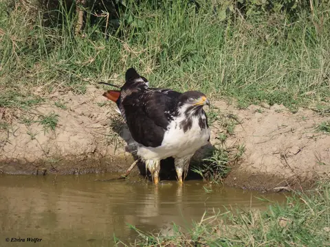 AugurBuzzardbathing5.jpg
