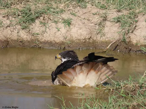 AugurBuzzardbathing8.jpg