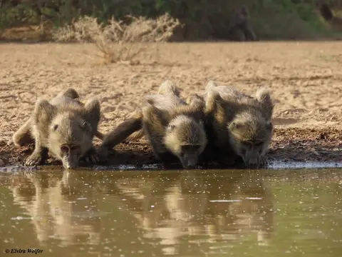 Baboons3.jpg