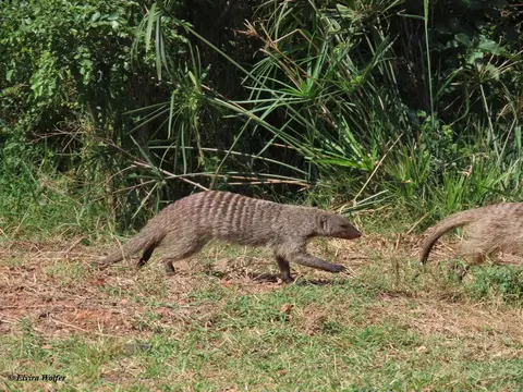 BandedMongoose-2.jpg