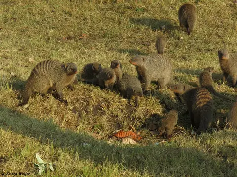 BandedMongoose.jpg