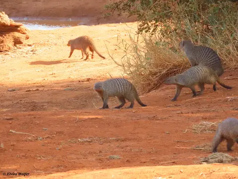 BandedMongoose1-2.jpg
