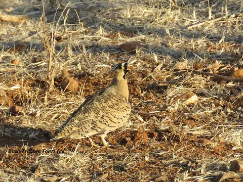 Black-facedSandgrouse-2.jpg