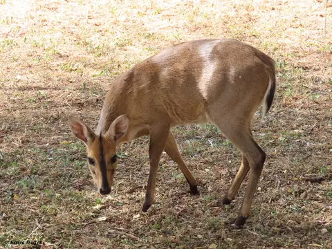 Black-frontedDuiker.jpg