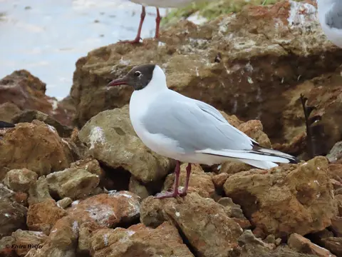 Black-headedGull.jpg