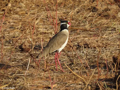 Black-headedLapwing.jpg