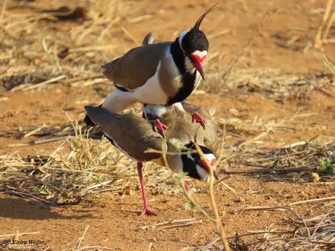 Black-headedLapwingmating.jpg