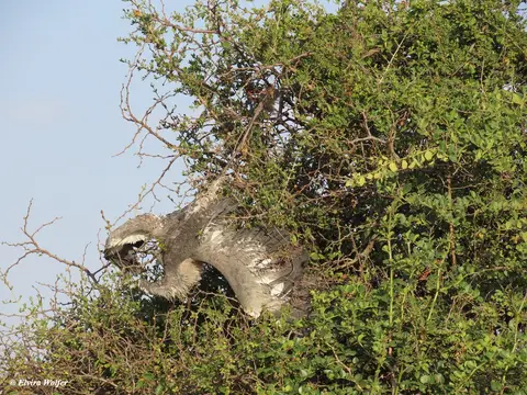 Black-headedherondead.jpg