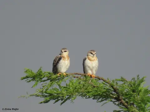 Black-shoulderedkitejuvenile.jpg