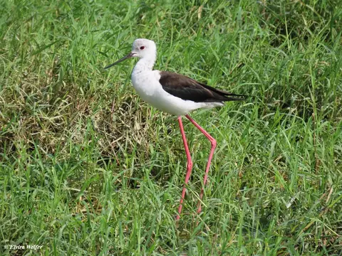 Black-wingedStilt-2.jpg