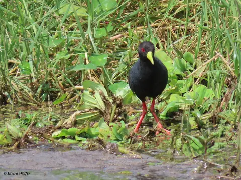 BlackCrake.jpg