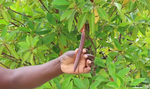 BlackMangroveseed.jpg