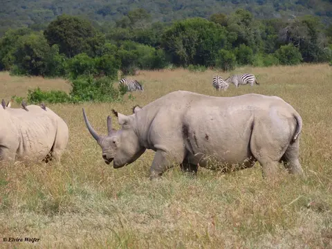 BlackRhinoRoli2.jpg