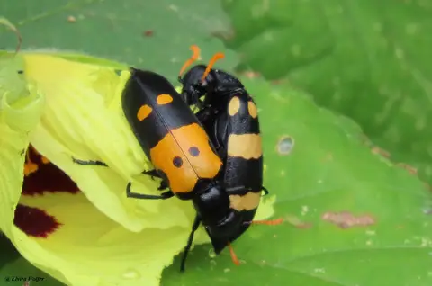 BlisterBeetles.jpg