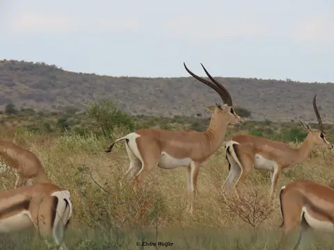Bright'sGazelle3.jpg