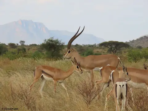 Bright'sGazelle4.jpg