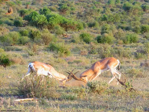 Bright'sGazellefighting.jpg