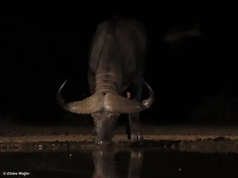 Buffalo-2.jpg
