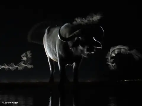 Buffalo3.jpg