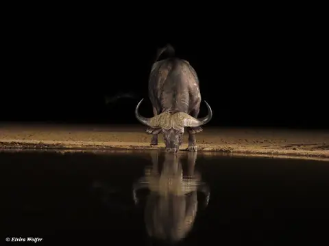 Buffalo4.jpg