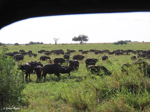 Buffaloherd.jpg
