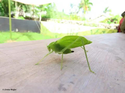 BushCricket.jpg