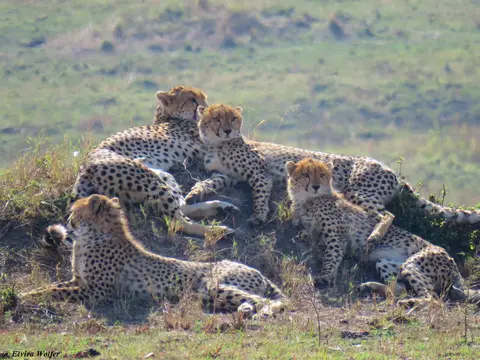 CheetahNashipai10.jpg