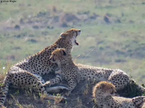 CheetahNashipai12.jpg