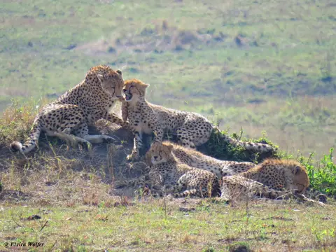 CheetahNashipai13.jpg