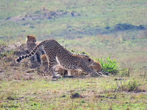 CheetahNashipai14.jpg