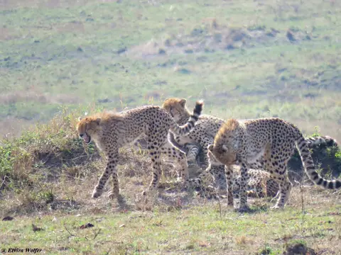 CheetahNashipai17.jpg