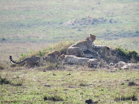CheetahNashipai2.jpg