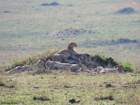 CheetahNashipai3.jpg