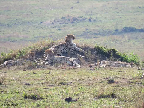 CheetahNashipai4.jpg