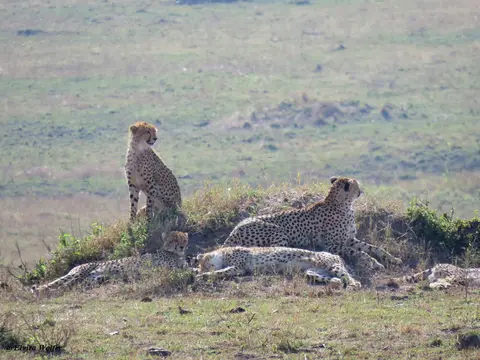 CheetahNashipai5.jpg