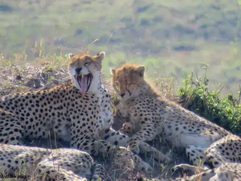 CheetahNashipai6.jpg