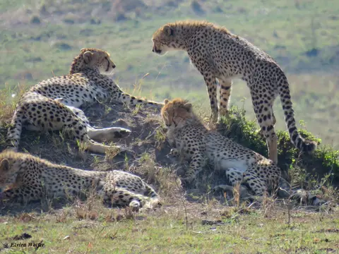 CheetahNashipai8.jpg