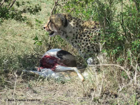 Cheetahkill10.jpg