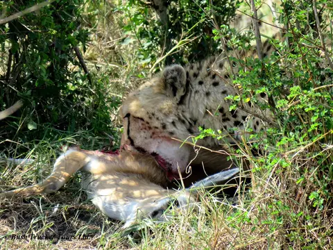 Cheetahkill7.jpg