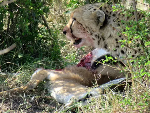 Cheetahkill8.jpg