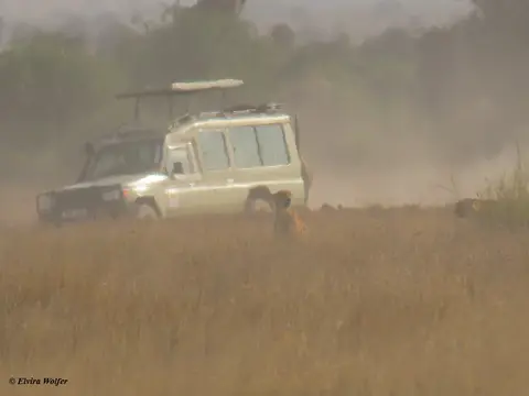 Cheetahs1-2-3-4-5.jpg